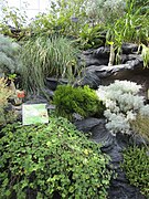 United States Botanic Garden plants, Washington, D.C. 2012.JPG