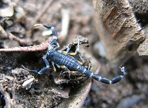 Beschrijving van de afbeelding Uroplectes flavoviridis.jpg.