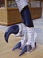 A Utahraptor lábának modellje a speciális karommal