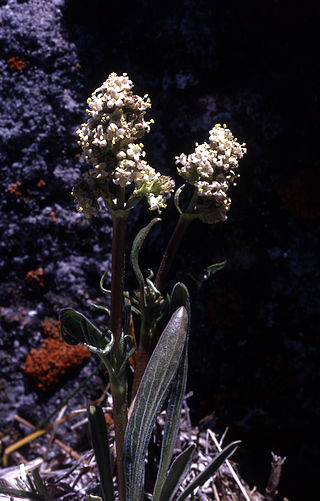 <i>Valeriana edulis</i> Species of flowering plant