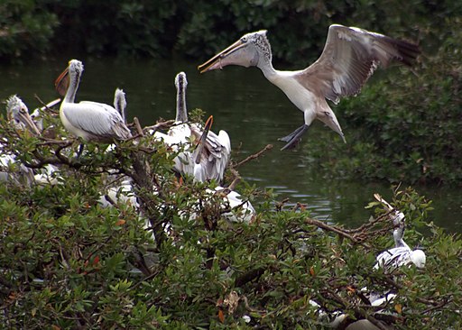 Vedanthangal Stork Breeding