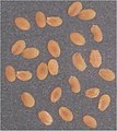 (zaden) seeds