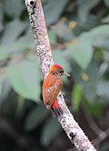 Veniliornis kirkii Carpintero culirrojo Red-rumped Woodpecker (6462517653).jpg