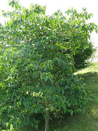 <i>Vernicia fordii</i> Species of tree