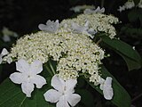 V. lantanoides flower close up