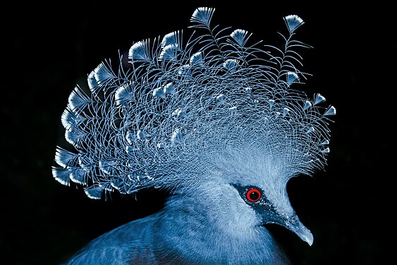 Victoria crowned pigeon