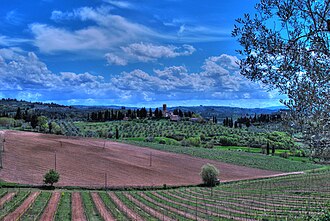 Bonamico is found almost exclusively in Tuscany where the grape can benefit from a long growing season. Vineyards in Tuscany.jpg