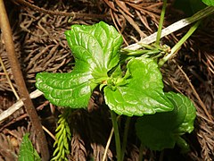 この閉鎖花はまだ結実していない。2021年5月上旬。