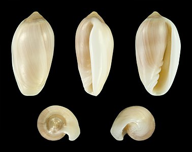 Volvarina monilis