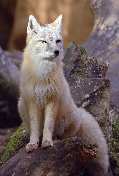 407px-Vulpes_corsac.jpg