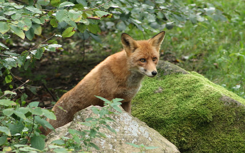 File:Vulves vulves lookout.jpg