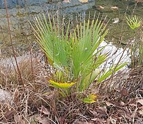 Washingtonia robusta 27.12.2023.jpg