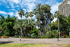 Washingtonia robusta City Botanic Gardens Brisbane L1000240.jpg