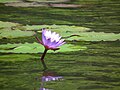 Water Lily