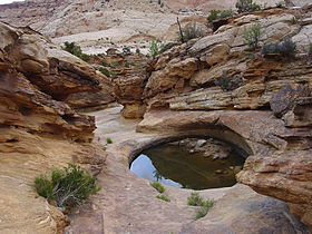 Waterpocket in Capitol Gorge Pioneer Trail