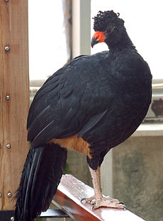 Wattled Curassow Crax globulosa Bird 1400px.jpg