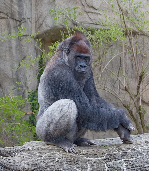 Image: Western Lowland Gorilla 03