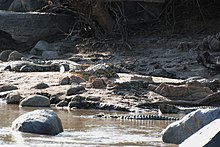 Groupings of crocodiles like this can include crocodiles of various sizes, but seldom of less than 2 m (6 ft 7 in), lest a cannibalistic large specimen launch an attack. Western Serengeti 2012 06 02 4066 (7557751996).jpg
