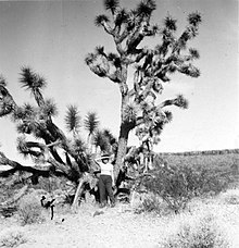 A woman, probably Maurine Whipple, poses with a giant Joshua tree. Whipple with a giant Joshua.jpg