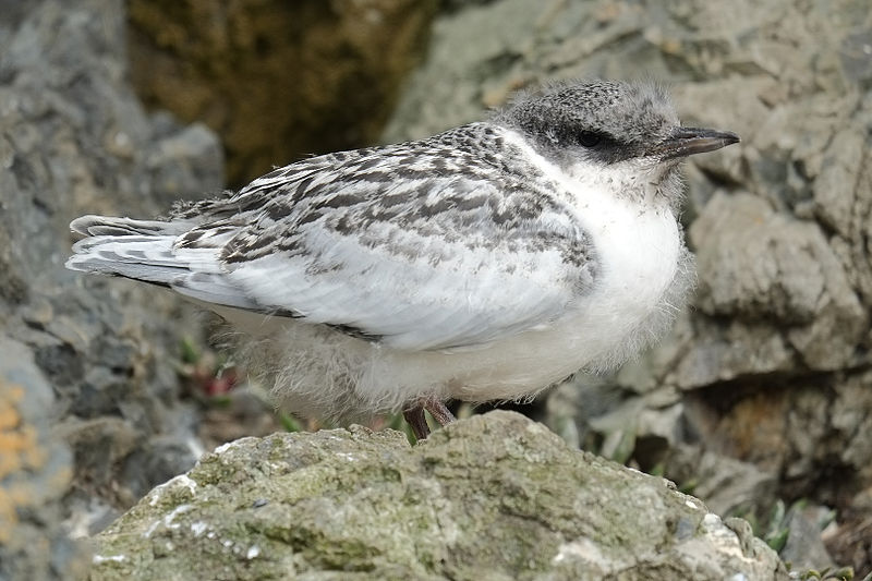 File:White-fronted tern chick standing on rock.jpg