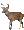 White-tailed deer.gif
