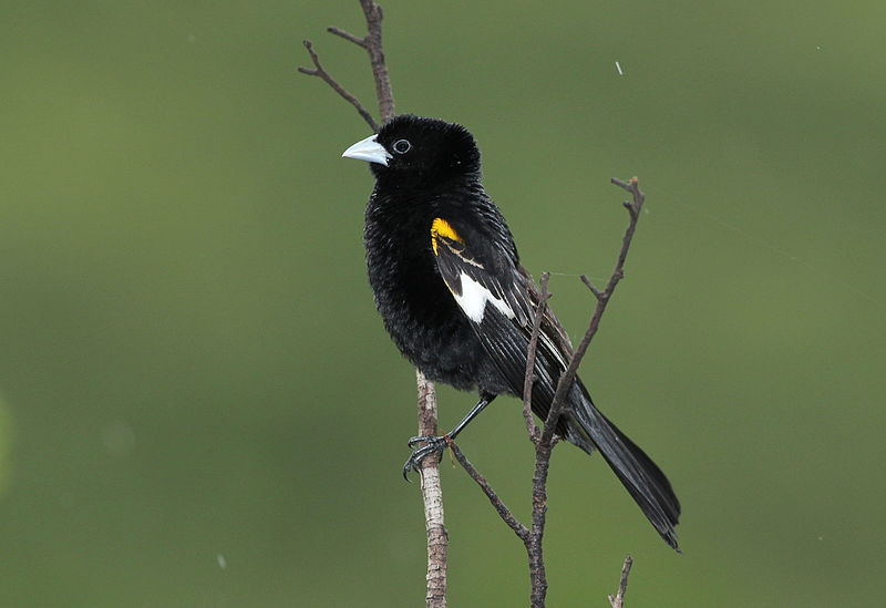 File:White-winged widowbird, Euplectes albonotatus, at Pilanesberg National Park, Northwest Province, South Africa (16726284623).jpg