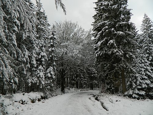 WhiteForest3 (Hautes Fagnes / High Fens)