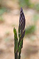 Young flowerhead