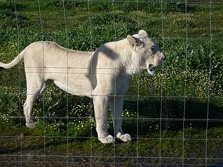 <span class="mw-page-title-main">Drakenstein Lion Park</span> Zoo in Western Cape, South Africa