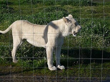 White lion SA