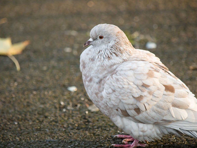 File:White pigeon (11162295553).jpg