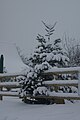 The Christmas tree in the garden of the White Lion pub off the High Street, Whitwell, Isle of Wight shortly after heavy snowfall on the island during the night.