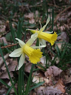 Wild daffodils in Dunsford Wood - geograph.org.uk - 363626.jpg