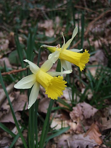 Narcissus pseudonarcissus