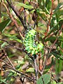 Pupating caterpillar