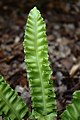 Čeština: Jelení jazyk celolistý v arboretu Wojsławice, Polsko English: Asplenium scolopendrium in the Wojsławice Arboretum, Poland Polski: Asplenium scolopendrium w arboretum w Wojsławicach