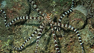 Wonder Octopus (Wunderpus photogenicus) (6064305083).jpg