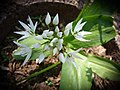 Wood garlic blossoms