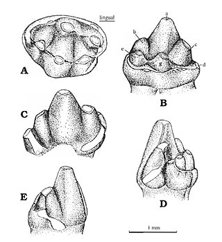 <i>Woutersia</i> Extinct genus of mammaliaforms