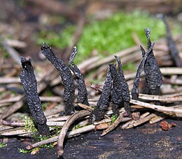 Elniagrybis (Xylaria sp.)