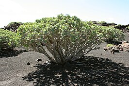 Euphorbia regis-jubae