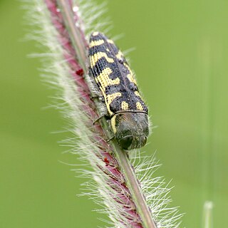 <i>Acmaeodera solitaria</i> Species of beetle