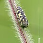 Miniatura para Acmaeodera solitaria