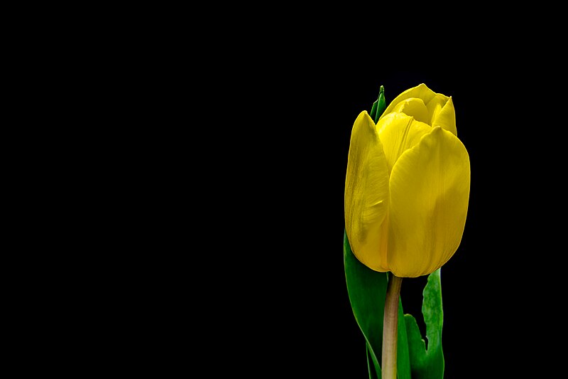 File:Yellow tulip (Unsplash).jpg