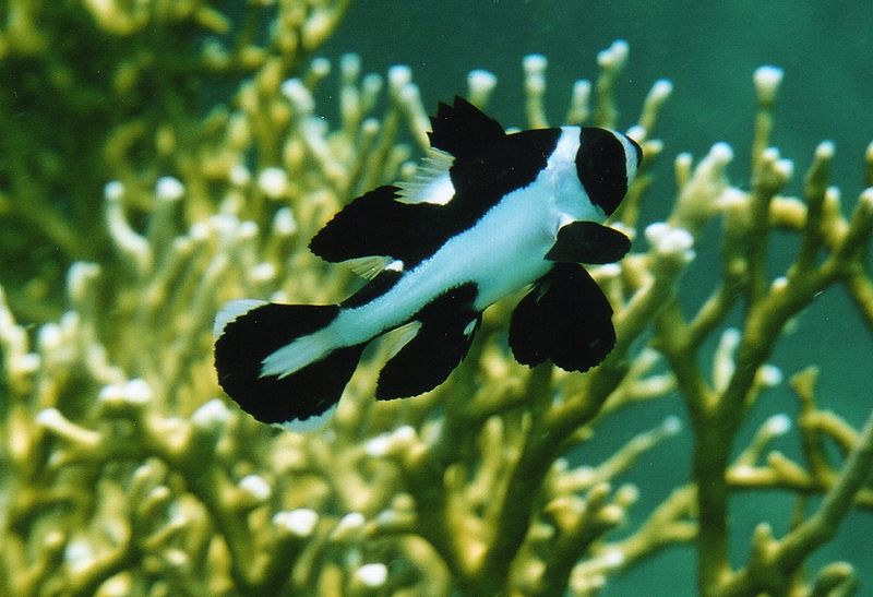 File:Young macolor niger.jpg