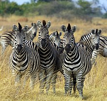 A Chapman's zebra harem. Zebra Botswana edit.jpg