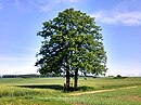 Two linden trees