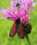 Miniatura para Zygaenidae