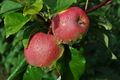 "Konsta" apples grown in Finland (K01561).jpg