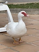 Un canard qui vit sur une piscine, Cala Domingos, Majorque